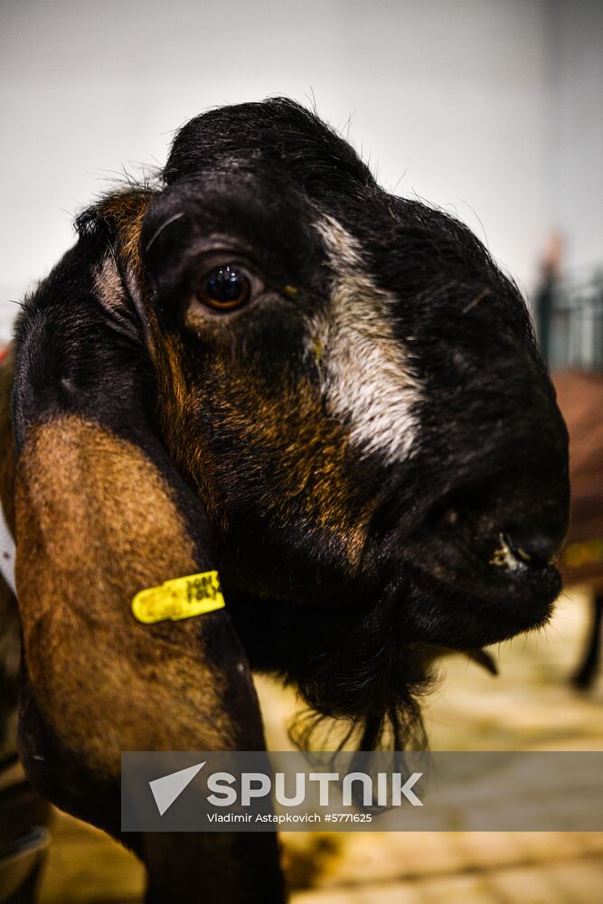 Russia Animal Husbandry Exhibition