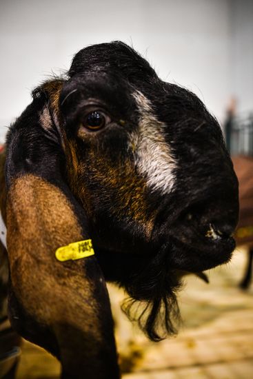 Russia Animal Husbandry Exhibition