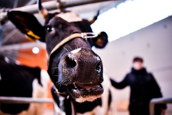 Russia Animal Husbandry Exhibition