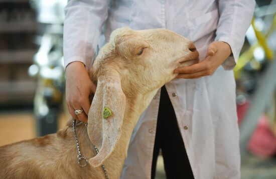 Russia Animal Husbandry Exhibition