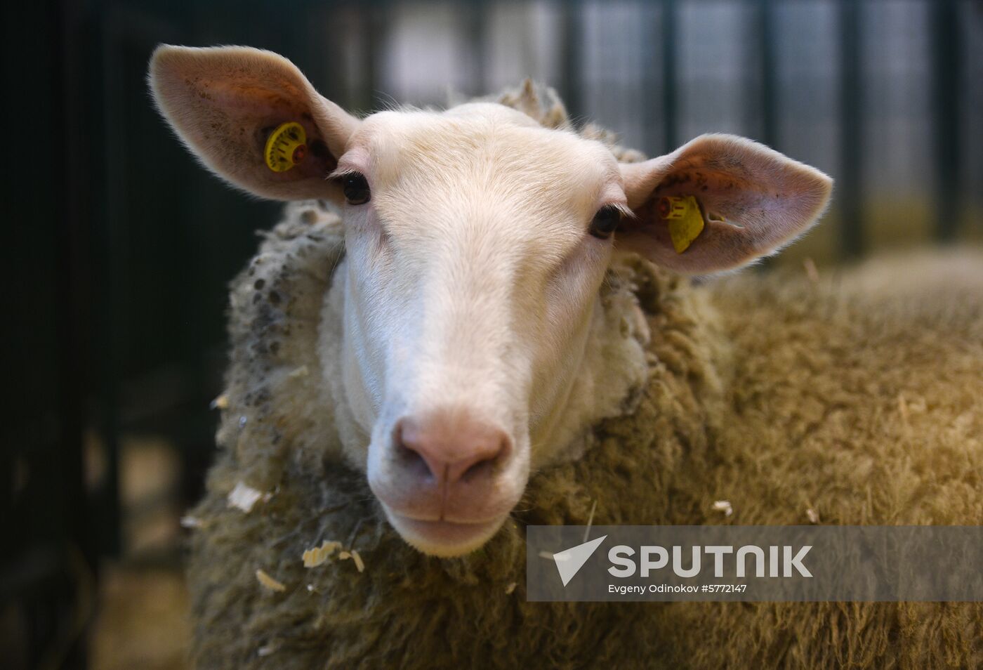 Russia Animal Husbandry Exhibition