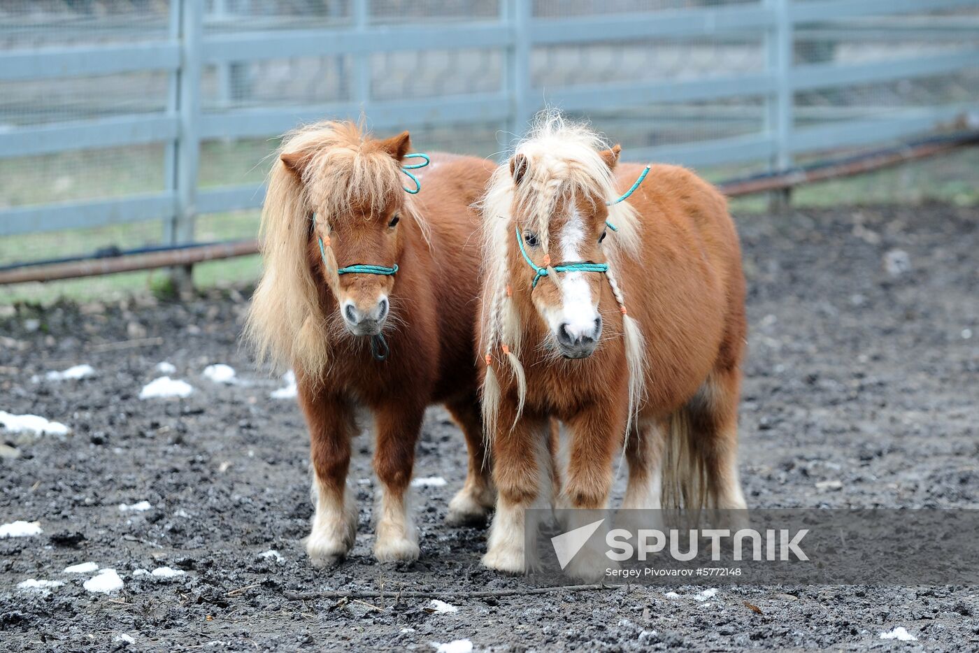 Russia Rostov Zoo