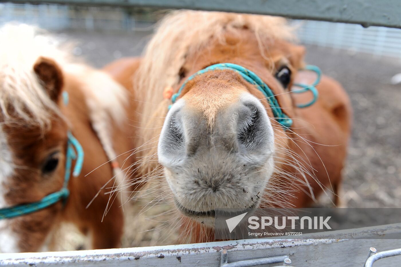 Russia Rostov Zoo