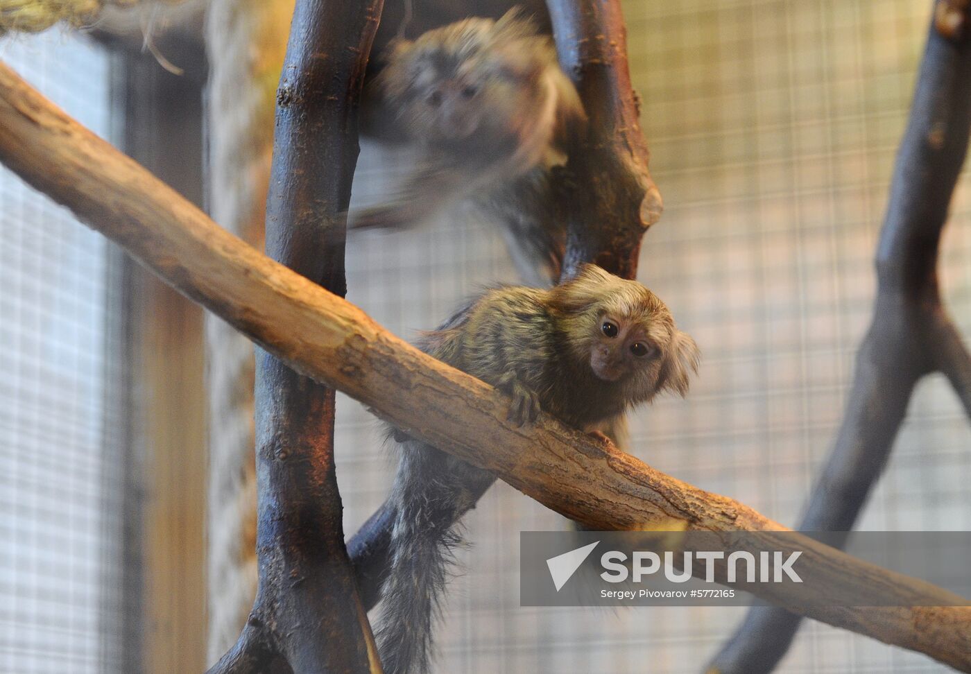 Russia Rostov Zoo