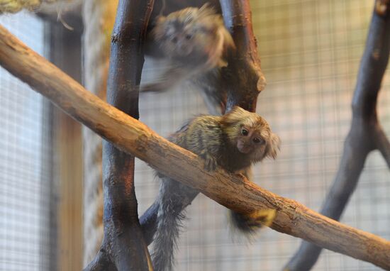 Russia Rostov Zoo