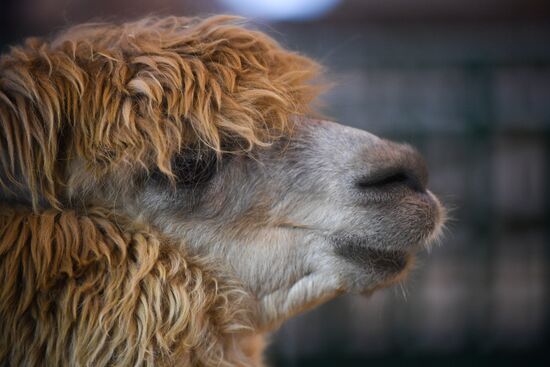 Russia Animal Husbandry Exhibition