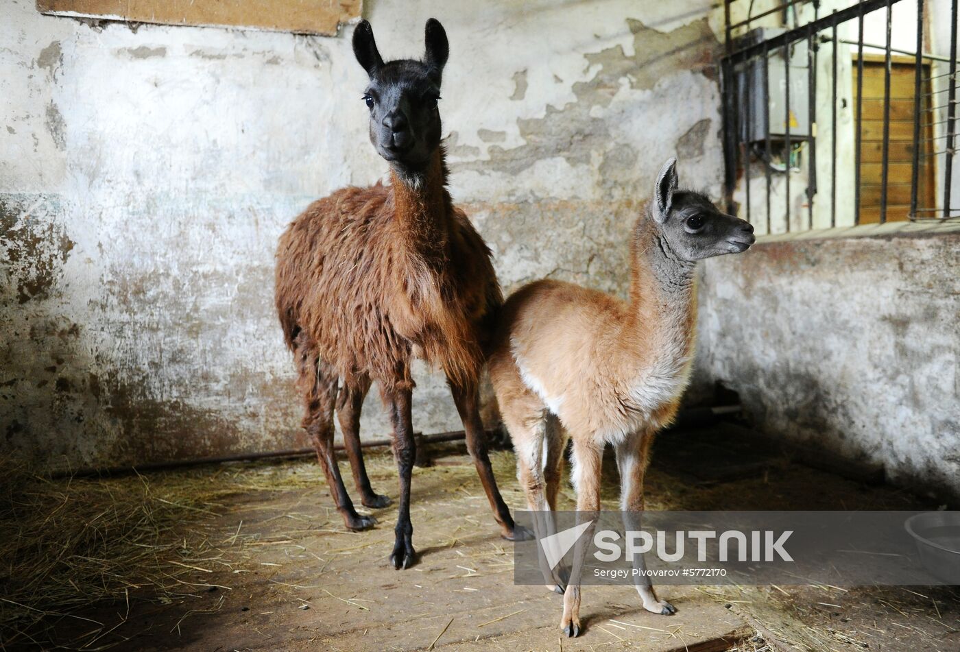 Russia Rostov Zoo