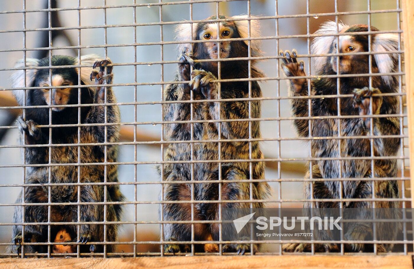 Russia Rostov Zoo