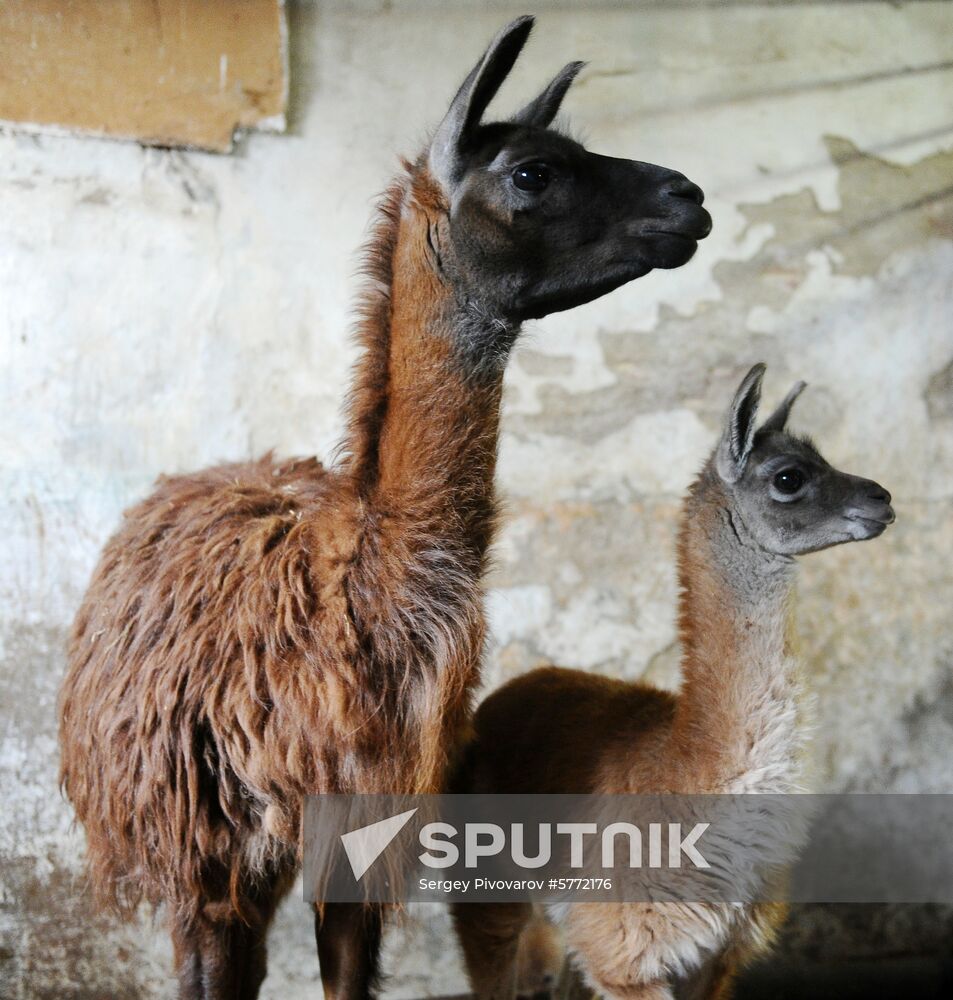 Russia Rostov Zoo