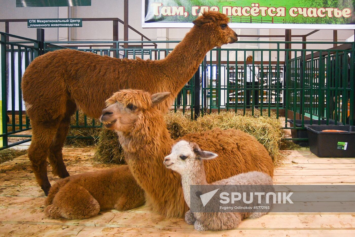 Russia Animal Husbandry Exhibition