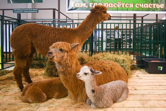 Russia Animal Husbandry Exhibition