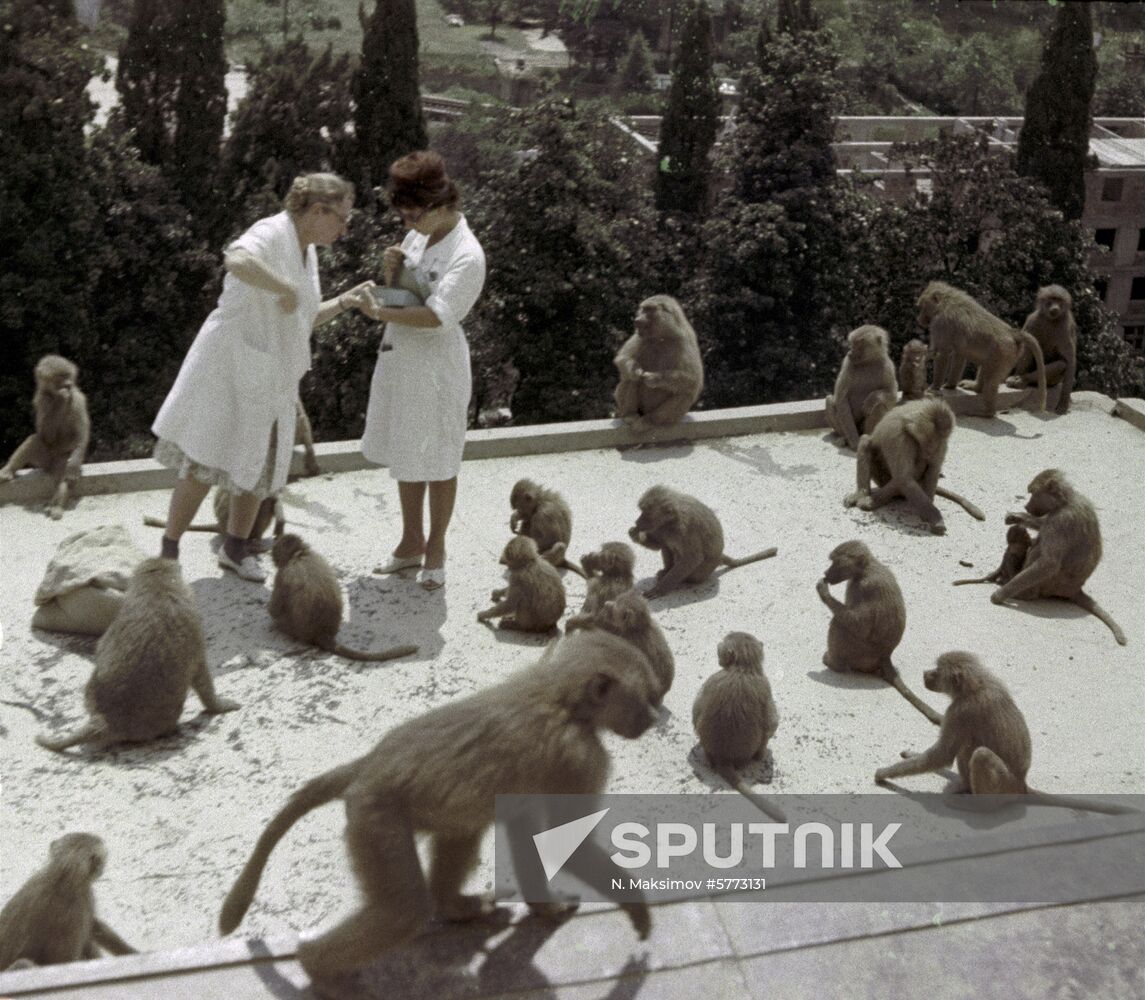Monkey nursery in Sukhumi