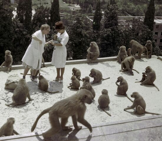 Monkey nursery in Sukhumi