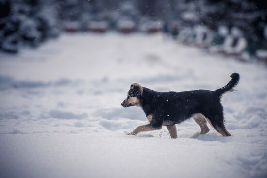 Kyrgyzstan Snow