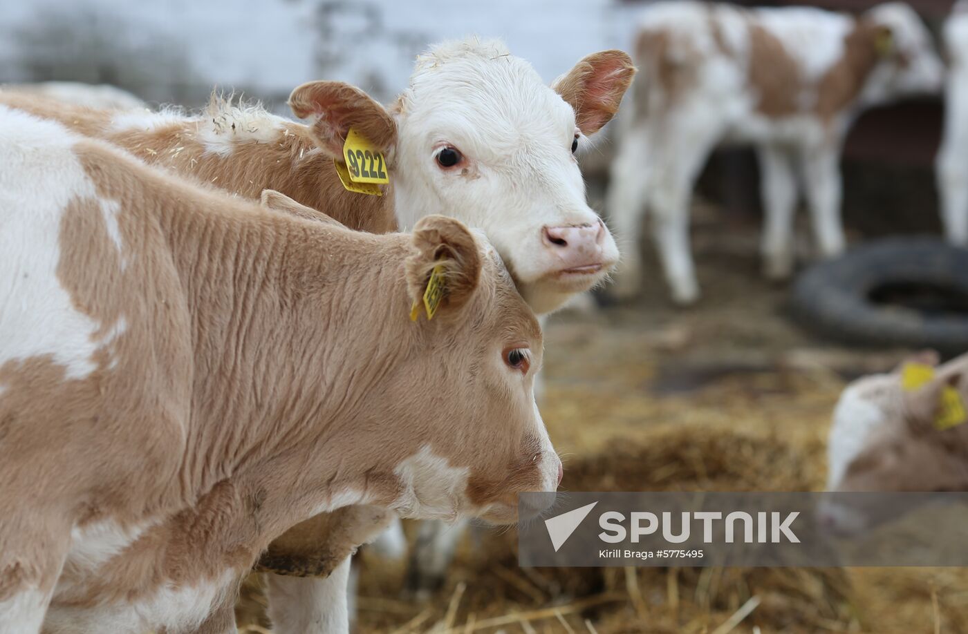 Russia Cattle