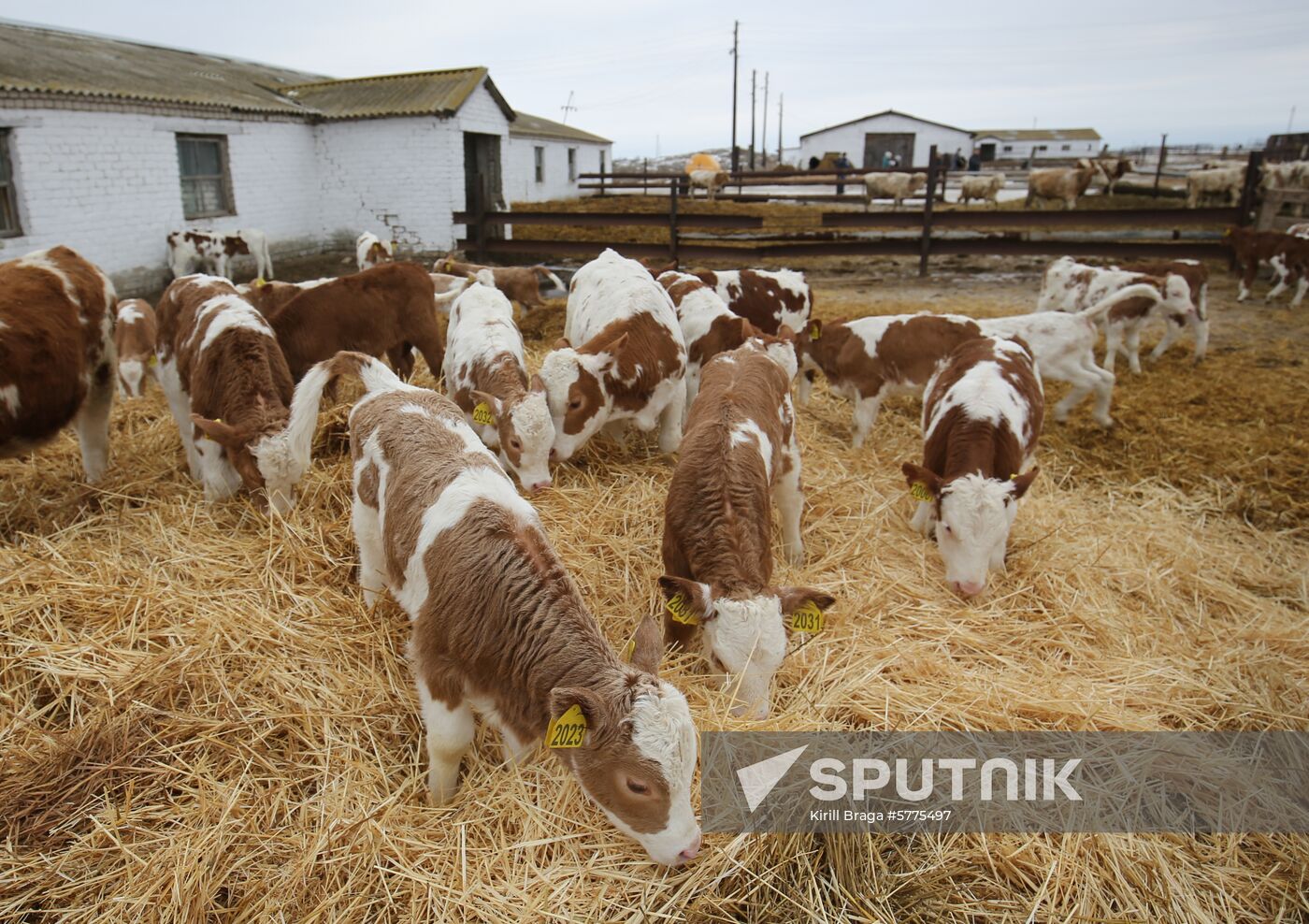 Russia Cattle