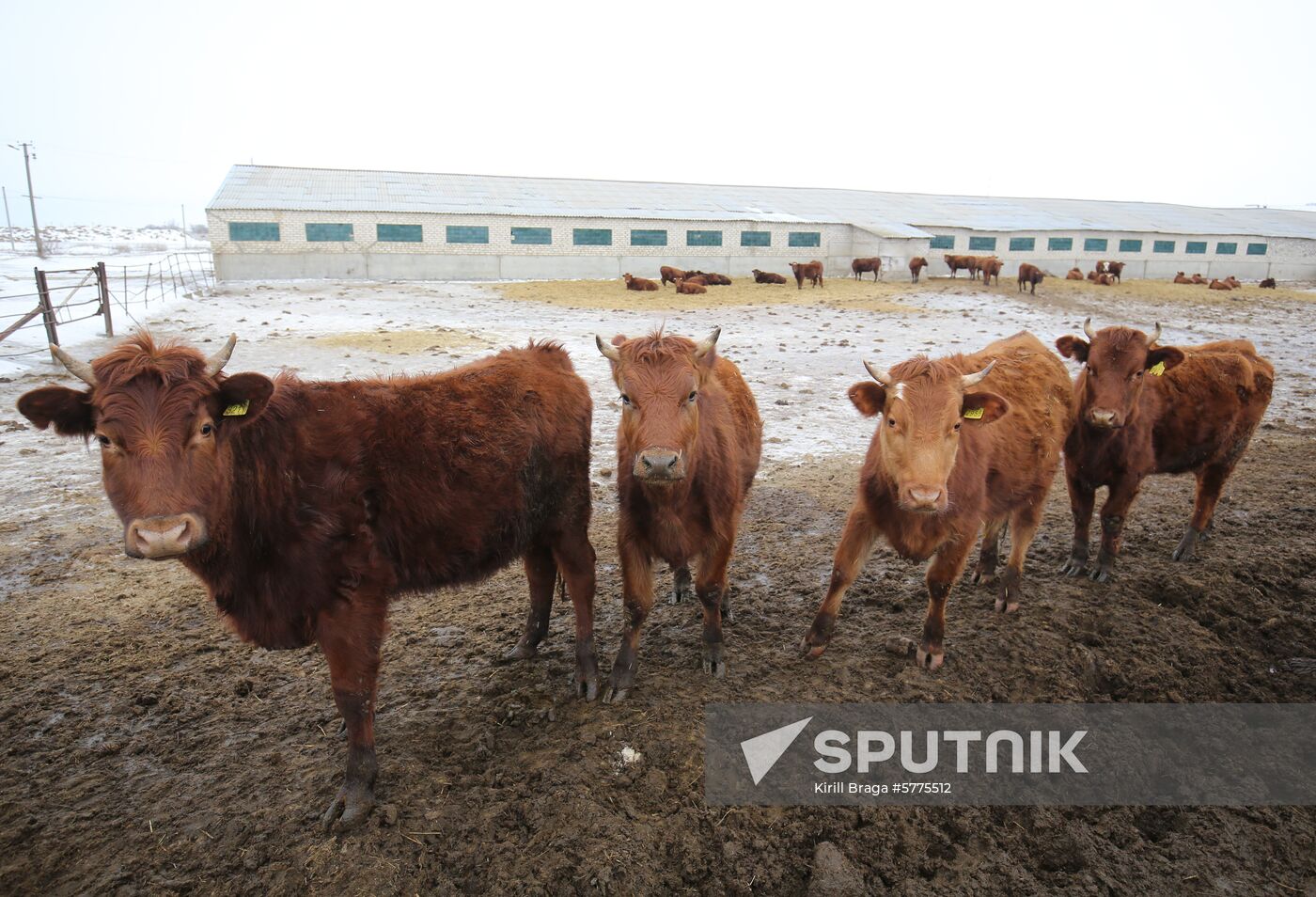 Russia Cattle