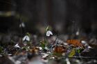 Snowdrops blossom in the forest, in Republic of Crimea, Russia. Location: Russia, Republic of Crimea. Author: Alexey Malgavko/Sputnik. Russia Crimea Daily Life