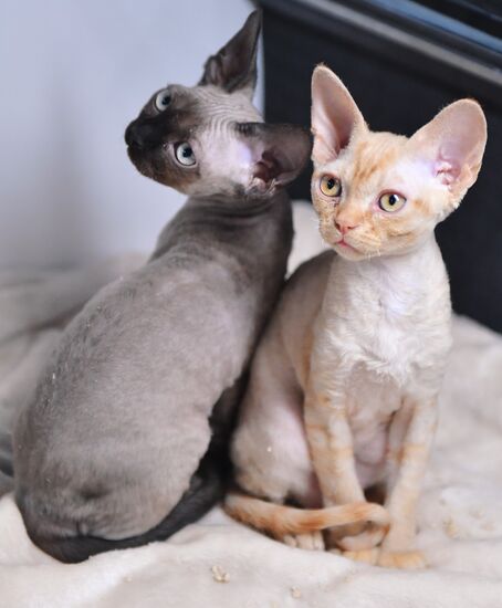 Russia Cats