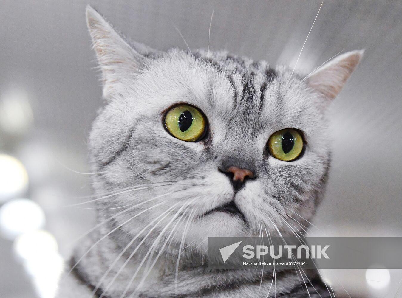 Russia Cats