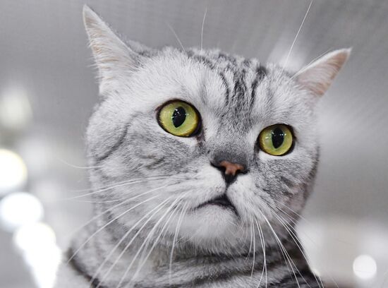 Russia Cats