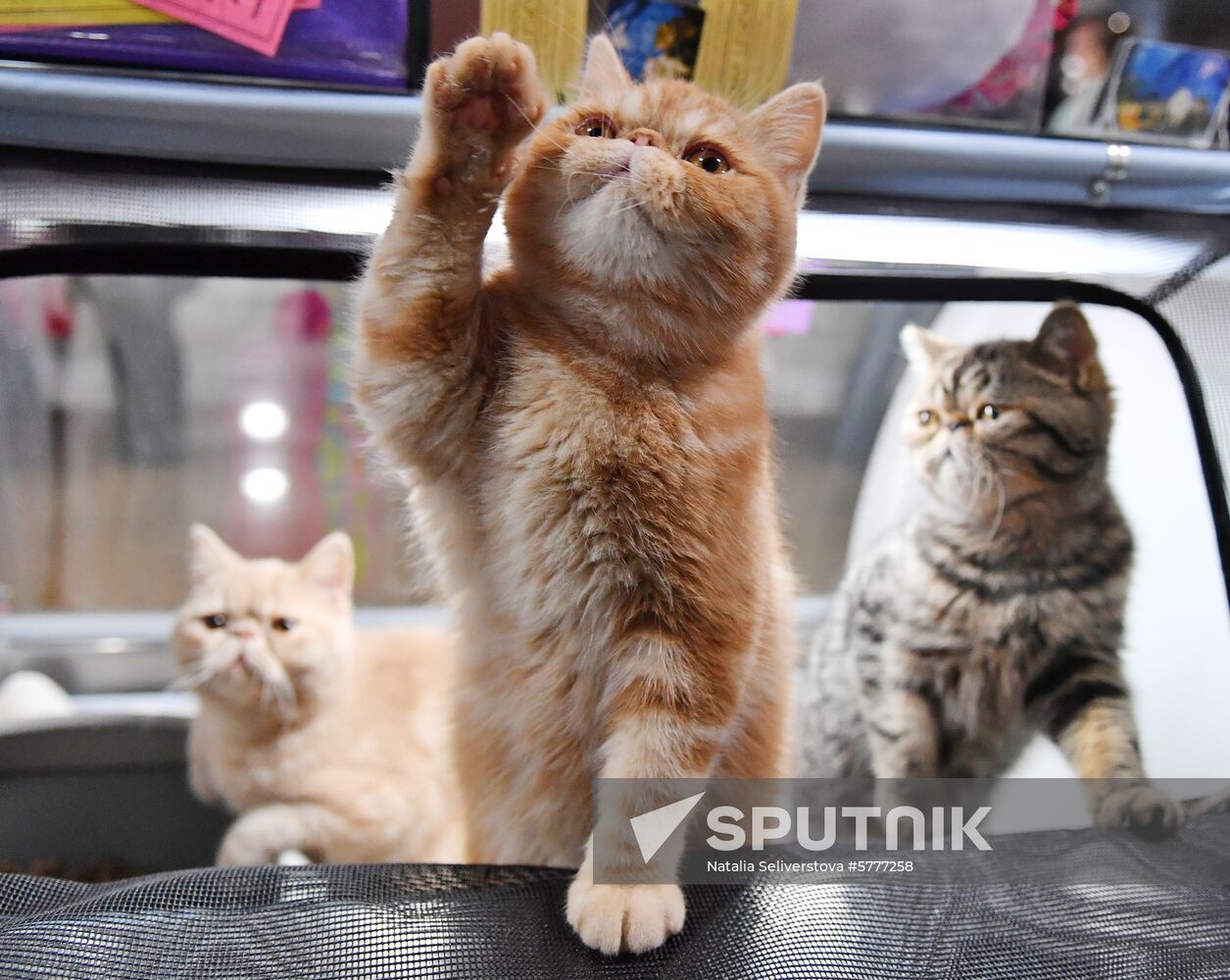 Russia Cats