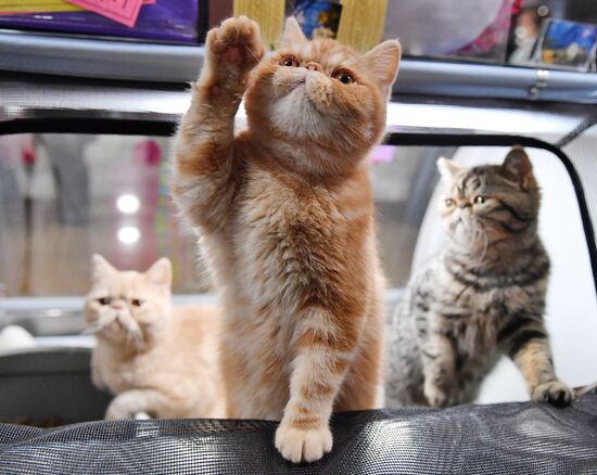 Russia Cats