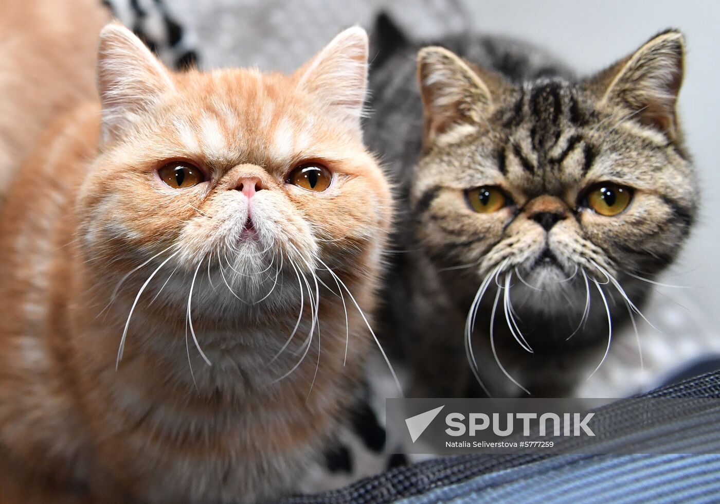 Russia Cats