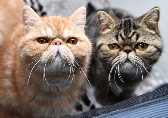 Russia Cats