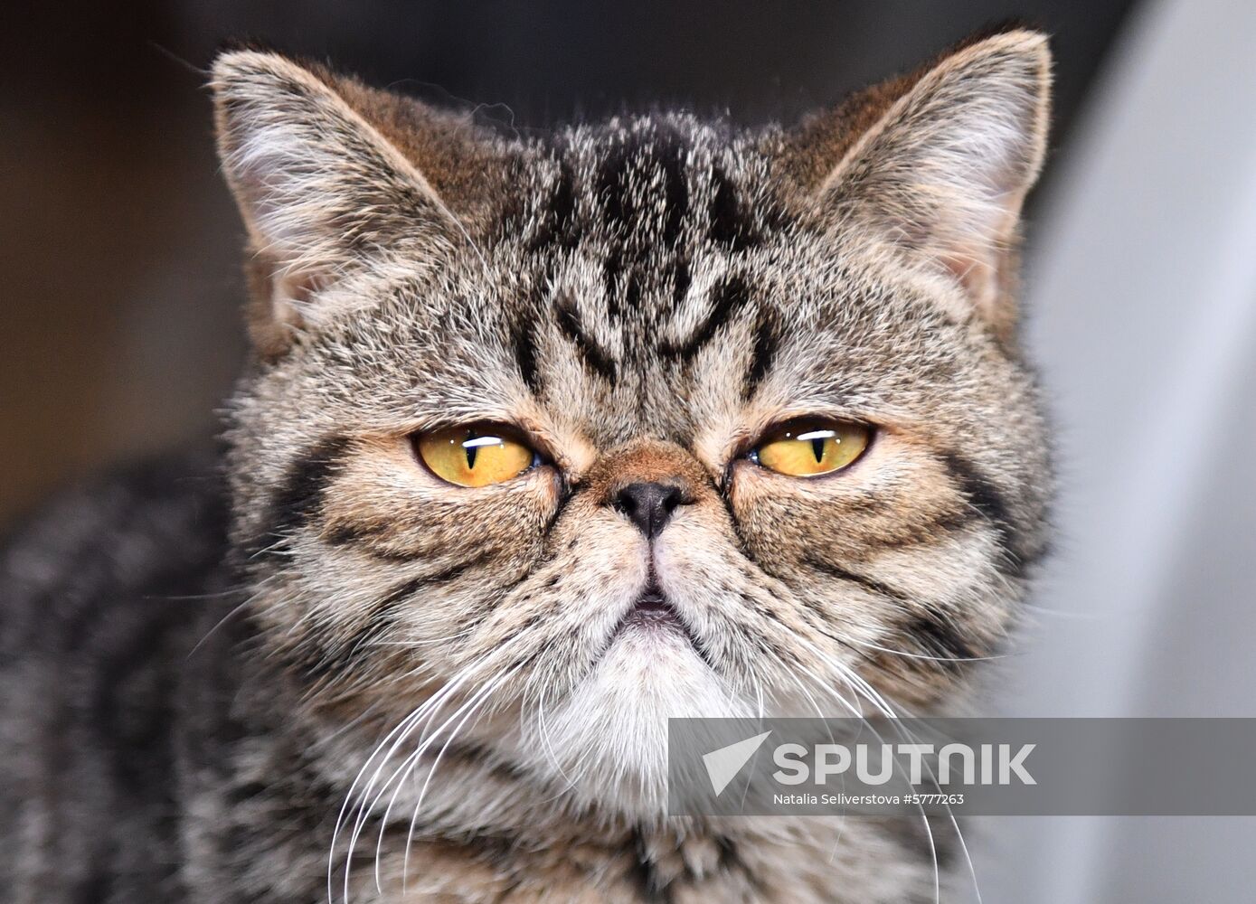 Russia Cats