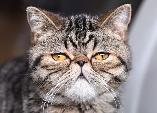 Russia Cats