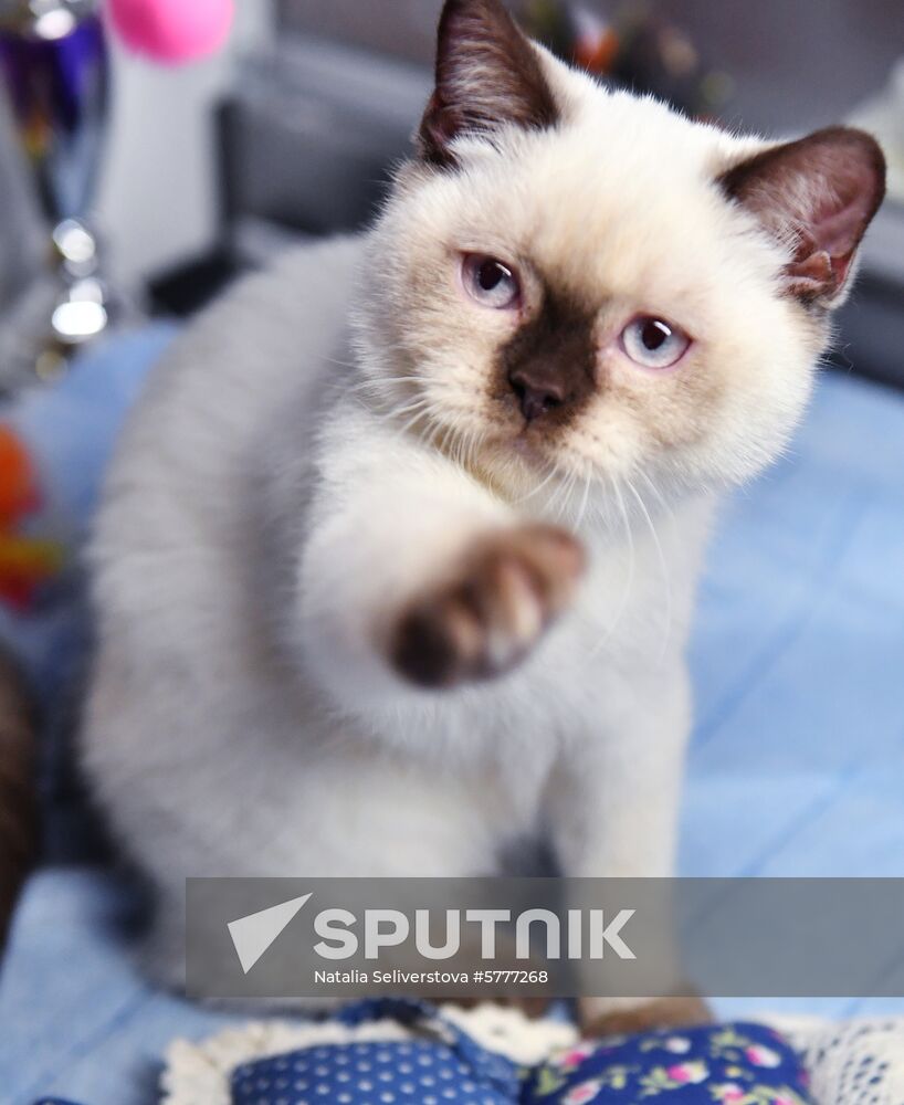 Russia Cats