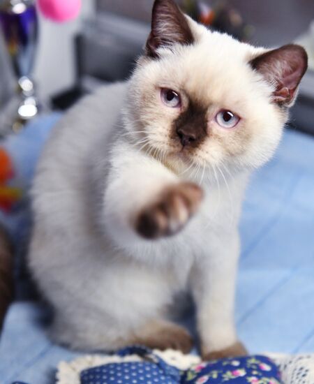 Russia Cats
