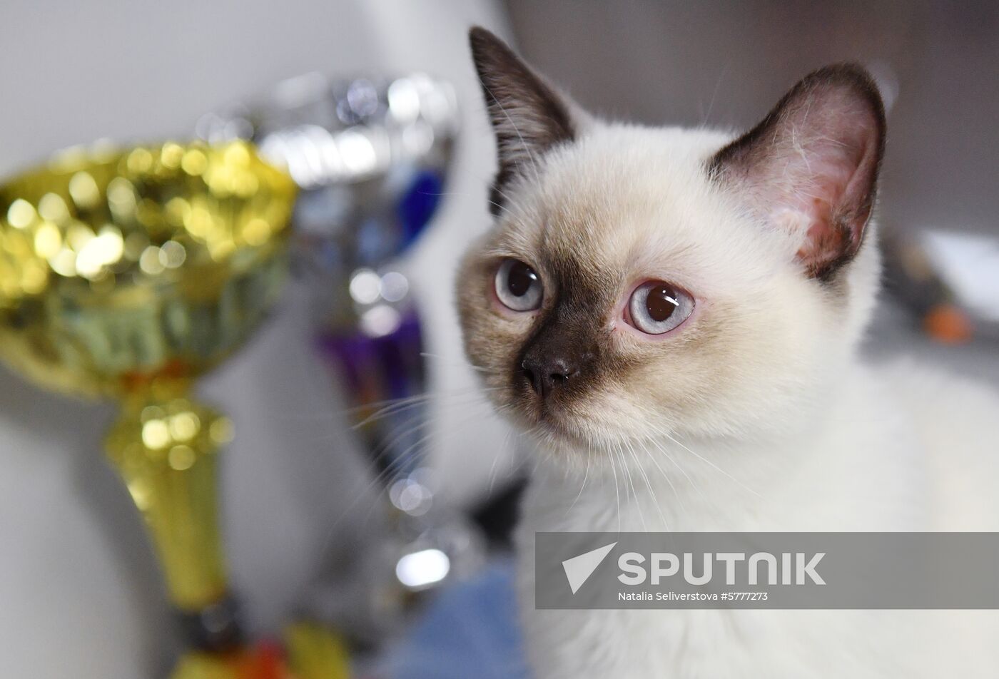 Russia Cats