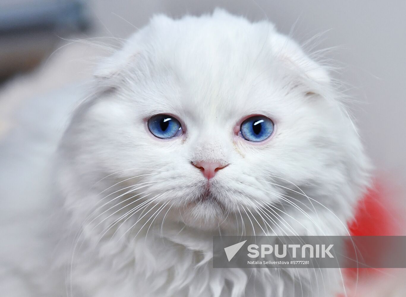 Russia Cats