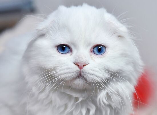 Russia Cats