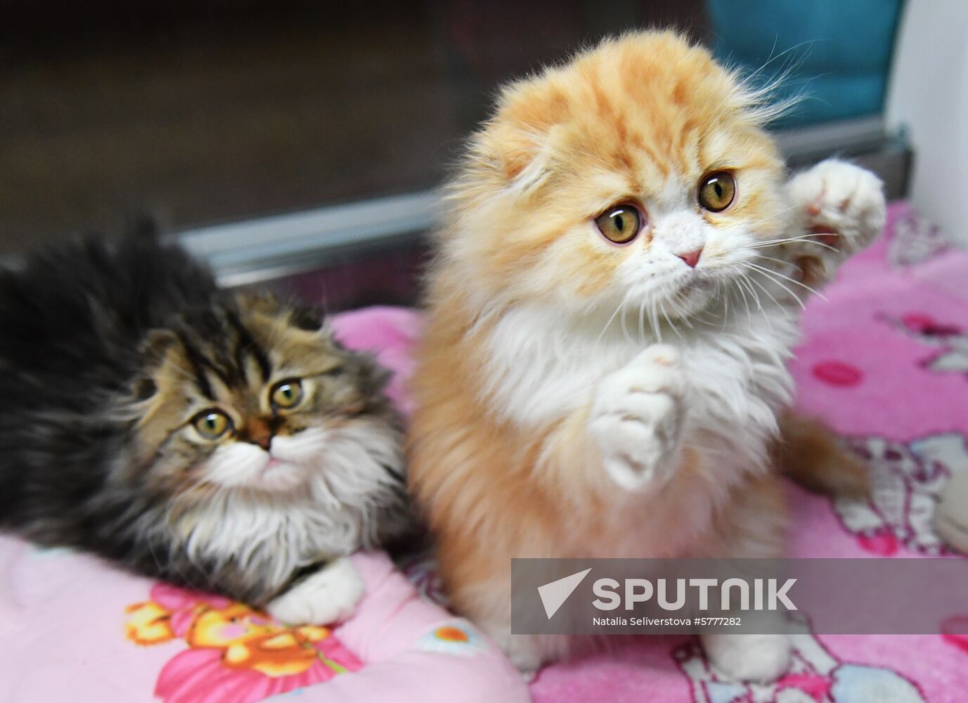 Russia Cats