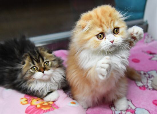 Russia Cats