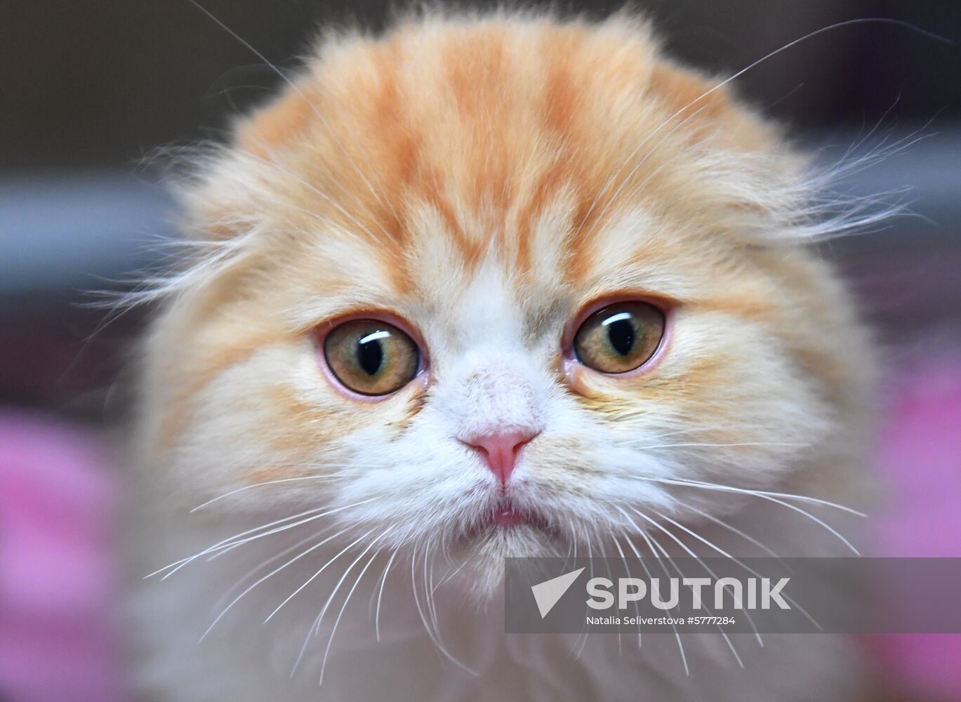 Russia Cats