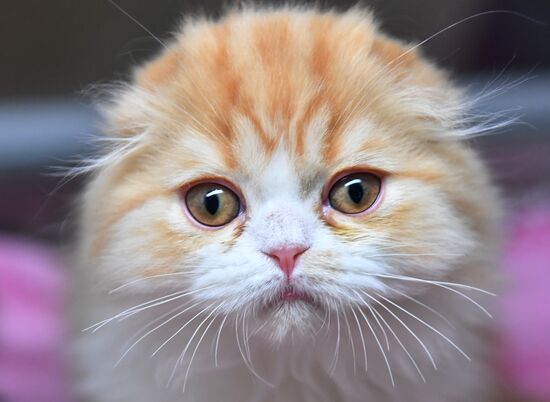 Russia Cats