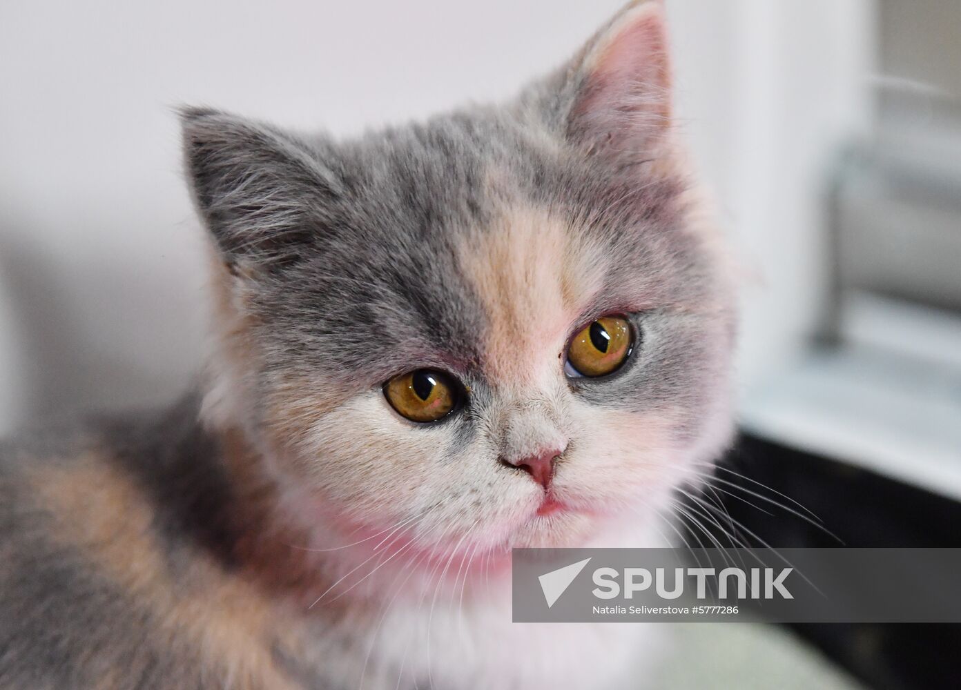 Russia Cats