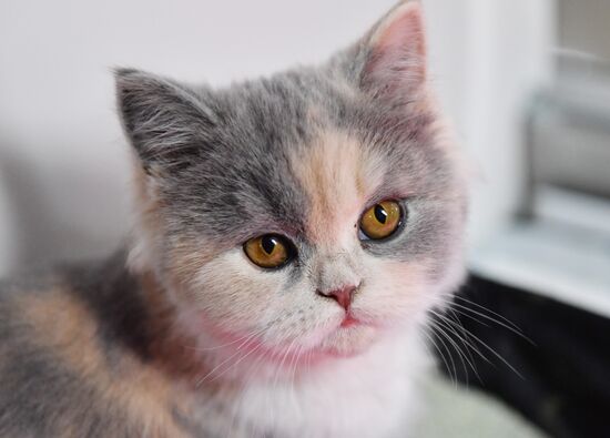 Russia Cats