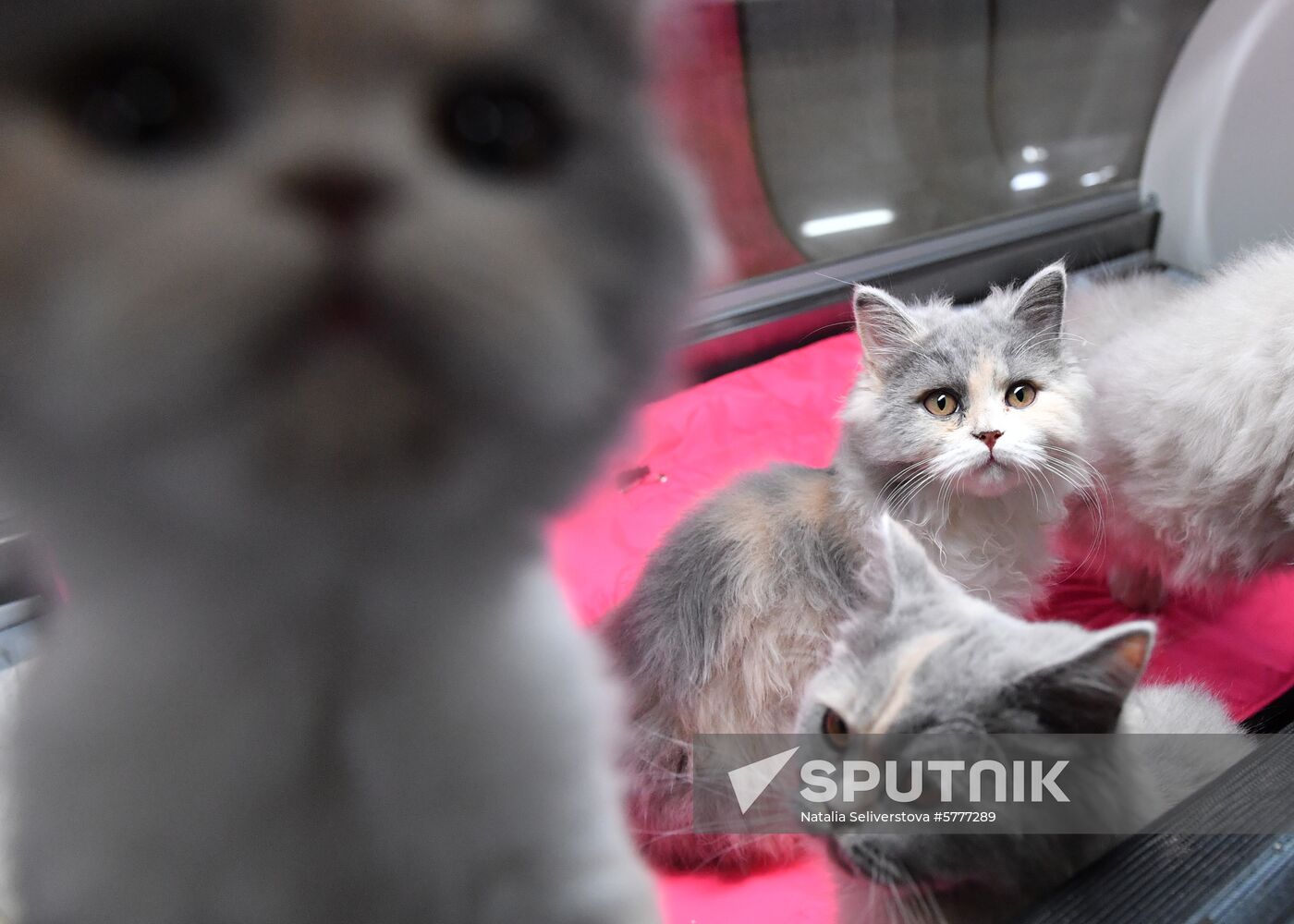 Russia Cats