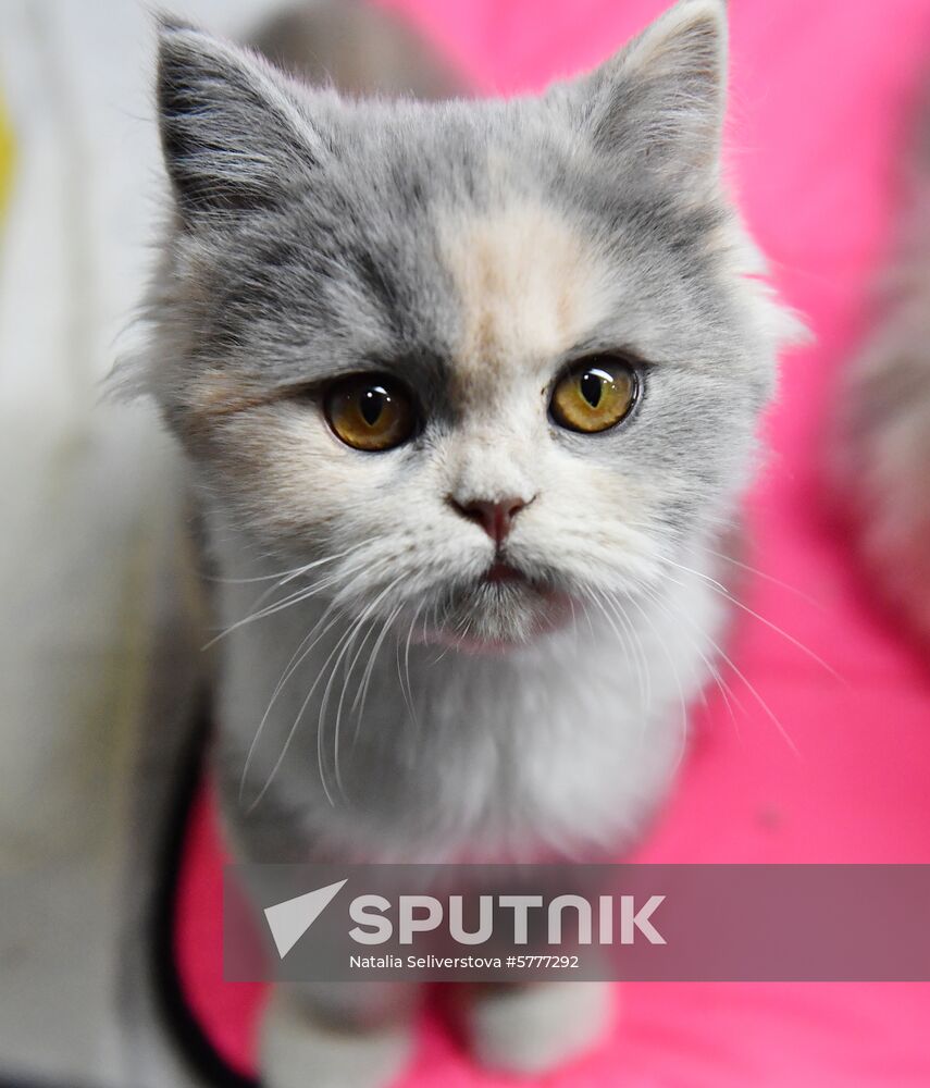 Russia Cats