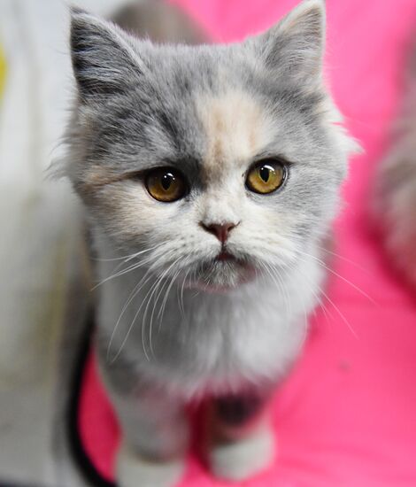 Russia Cats