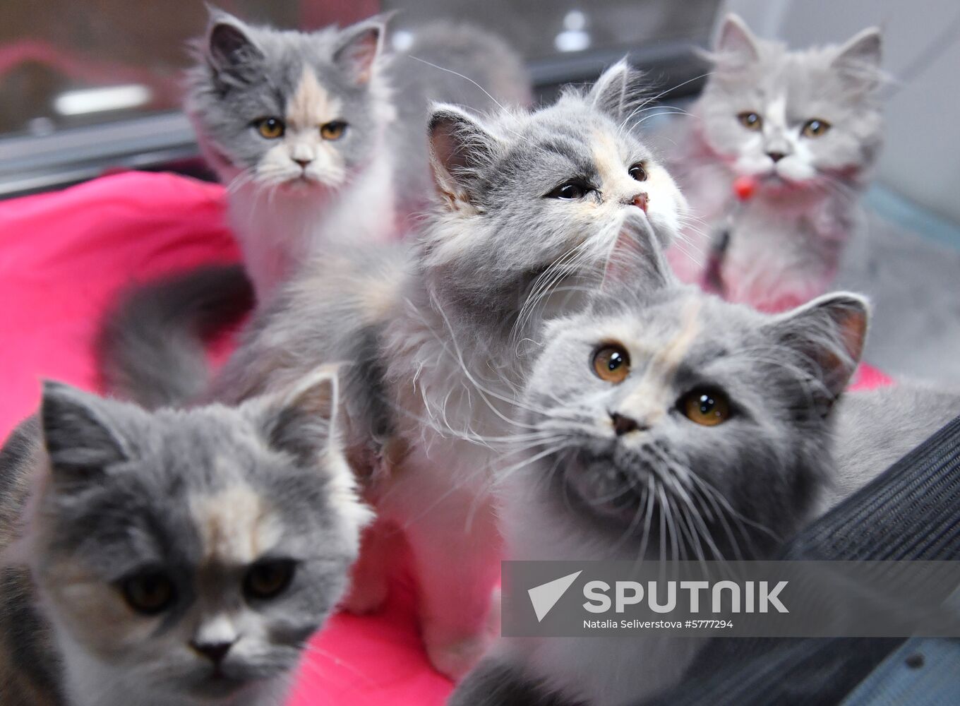 Russia Cats