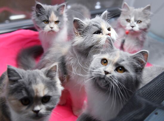 Russia Cats