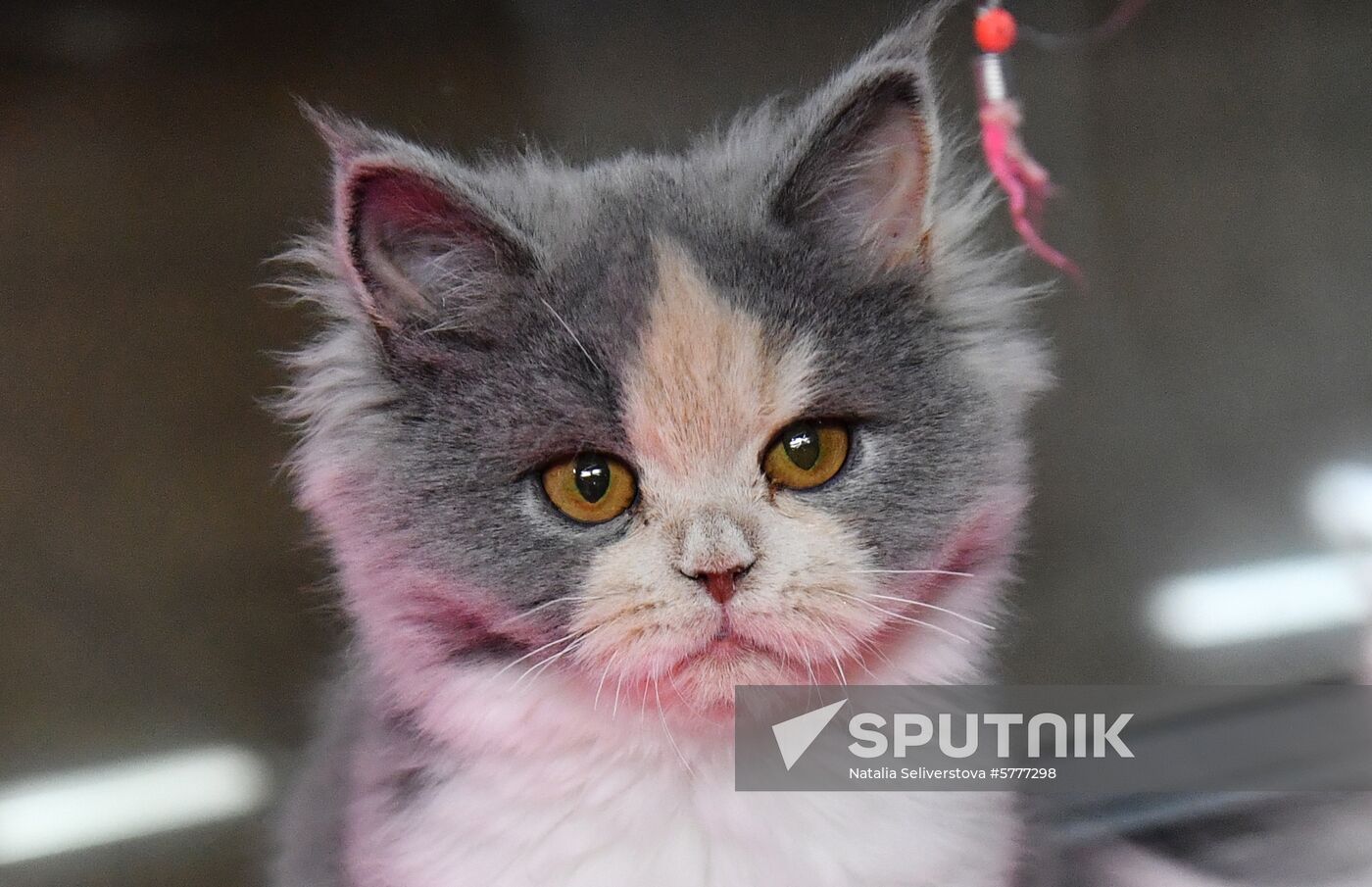 Russia Cats