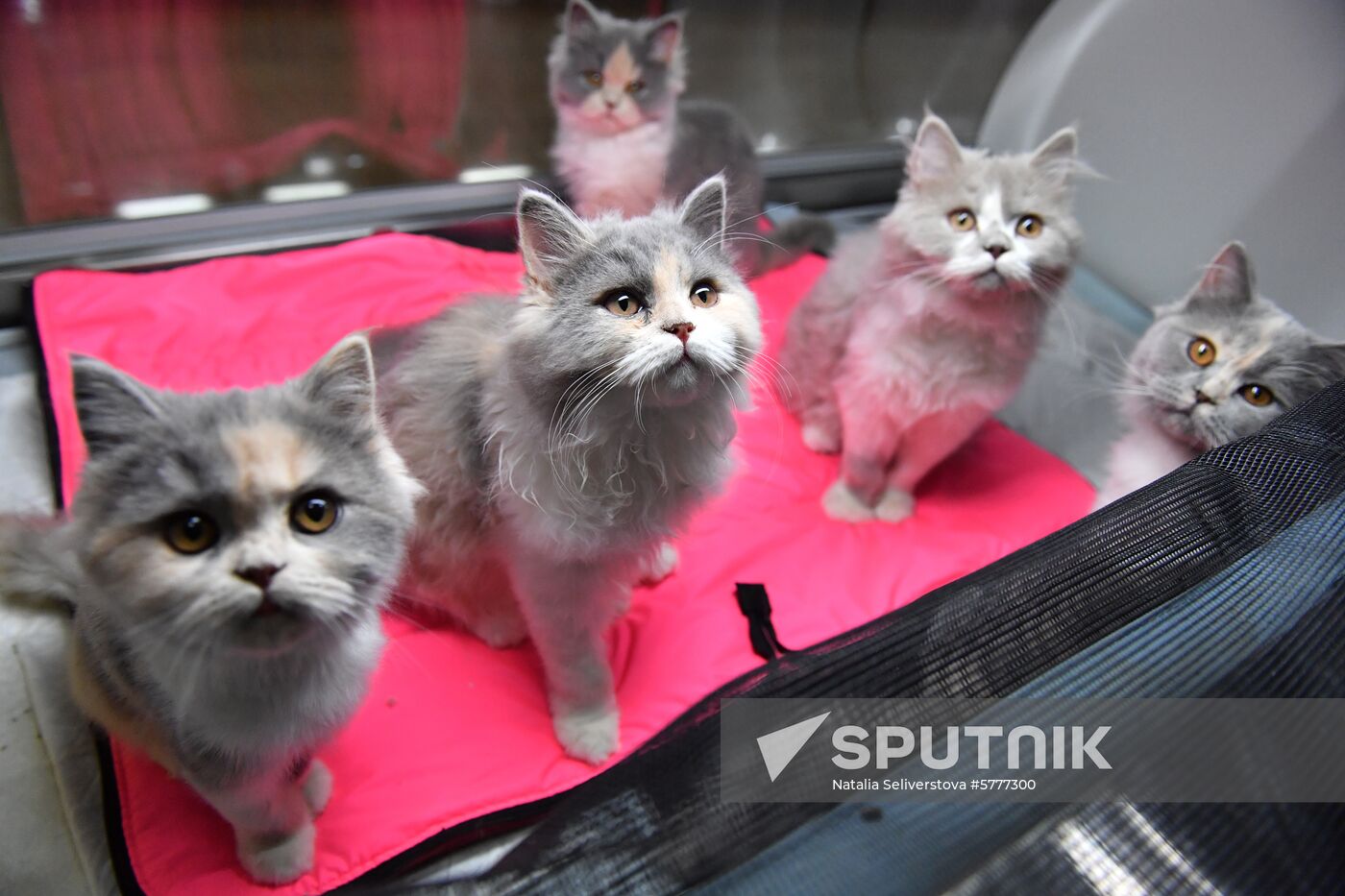 Russia Cats