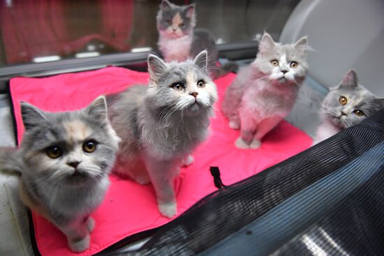 Russia Cats